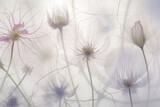 Fototapeta Dmuchawce - delicate flowers on white background, Generative AI