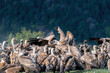 A flock of griffon vultures squabbling as they eat carrion