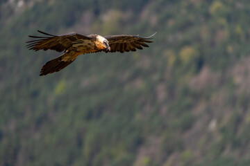 adult bearded vulture flying through the sky with forest in the background