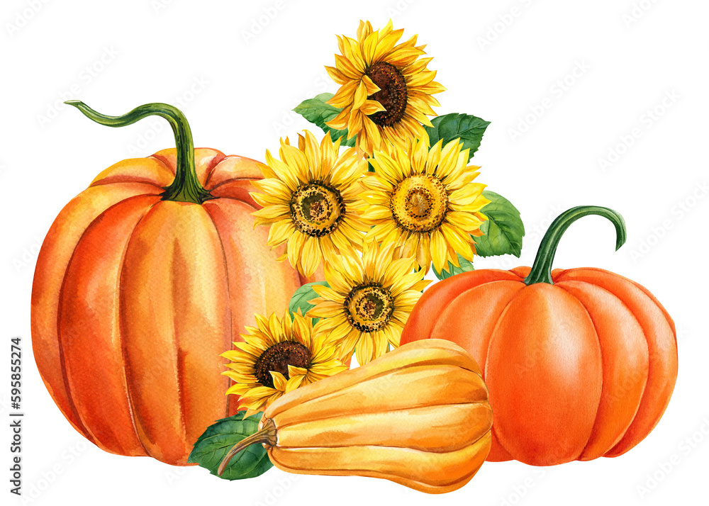 Pumpkin and sunflowers, autumn colored pumpkins on isolated white ...