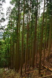 Fototapeta Sypialnia - Spring Fresh Lush Green Cedar called Yoshino-sugi on Mt. Yoshino-yama, in Nara, Japan - 吉野杉 吉野山 日本 奈良