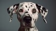 © cac_tus - Portrait of an adorable Dalmatian dog with different colored eyes looking curiously at the camera. Generative ai