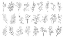 Wild Flowers And Leaves Line Art Hand Drawn Wedding Herb, Elegant Trendy Greenery. Minimalist Black Sketch Drawing For Logo, Tattoo, Jewelry Design, Cards, Invitations On Transparent Background.