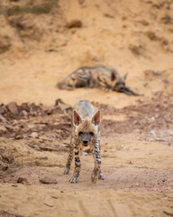 Wall Mural - Wild Striped hyena or hyaena hyaena head on with aggression and eye contact during outdoor jungle safari in ranthambore national park rajasthan india asia