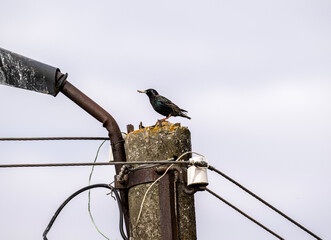 the black starling equips its nest in the spring on a sunny day