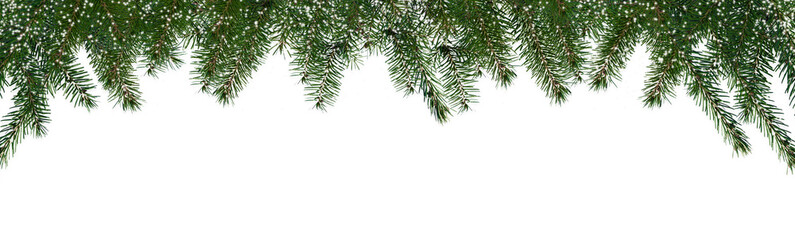 border of isolated green christmas tree branches at the edge on transparent background with sparkling white snowflakes, overlay decoration texture spruce