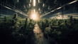© Lila Patel - A Tour of the Advanced Indoor Marijuana Production Facility Generative AI Photo