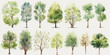 © Oleksandr - watercolor tree collection. Set of hand drawn trees. forest tree pack. ai generative