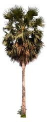 Poster - palm tree PNG file removed original background