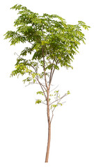 Poster - tree PNG file removed original background