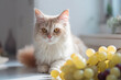Domestic cat looking at grapes on kitchen counter. 