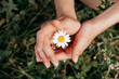 Close-up of women's hands holding a daisy in a meadow.Summer, nature, beauty, slow life concept.