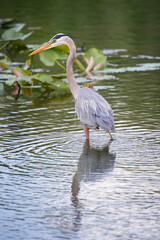 Blue heron fishes in a marsh