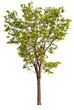 tree PNG file removed original background