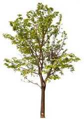 Poster - tree PNG file removed original background