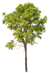 Poster - tree PNG file removed original background