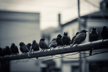 Black Birds Sitting On A Cable Over A Street, Generative AI