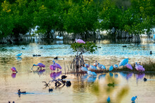 Flock Of Wading Birds Feedning In The Shallow Water With Roseate Spoonbills