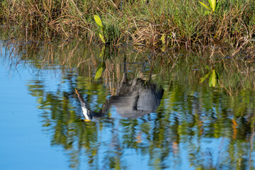 Wall Mural - Blue heron reflection in the lagoon water