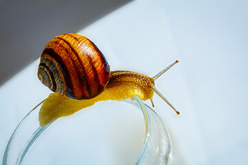 snail on glass sun day