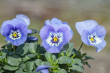 Three light blue pansy blossoms.