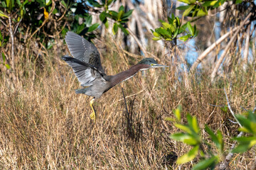 Wall Mural - Green heron flying to new spot