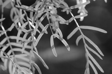 Wall Mural - Mesquite tree leaves closeup in black and white with blurred background from Texas nature.
