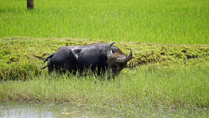 Wall Mural - rice fields on bohol islnd at the philippines