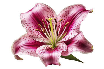 Wall Mural - Pink lilly flower head on transparent background, created with generative AI