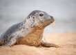 Young seal on the beach