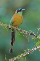 Wall Mural - Lesson´s Motmot foraging for food