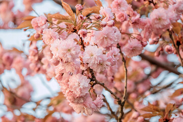 Wall Mural - pink flowers of blooming sakura closeup.