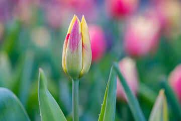 Wall Mural - beautiful red-yellow tulip on a blurred background, closeup of a tulip flower with selective focus, 
