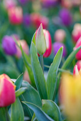 Wall Mural - fresh tulip bud closeup on the tulip field with selective focus, beautiful natural background.
