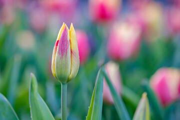 Wall Mural - beautiful red-yellow tulip on a blurred background, closeup of a tulip flower with selective focus, 