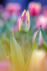 Wall Mural - beautiful red-yellow tulip on a blurred background, closeup of a tulip flower with selective focus, 