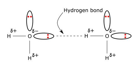 Wall Mural - hydrogen bonding water molecules h2o h bond oxygen partial positive negative charge lone pair of electrons