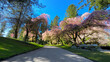 Spring Cherry Blossoms in Vancouver, Canada Springtime at Stanley Park, David Lam and Van Dusen Gardens
