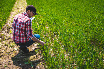 Wall Mural - A man farmer checks how wheat grows in the field. Selective focus.