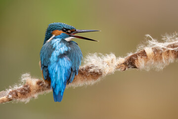 Sticker - European Kingfisher ( Alcedo atthis ) close up