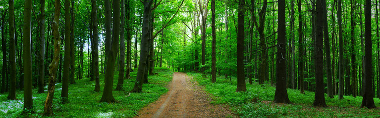  Broad leaf trees forest at spring daylight
