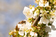 Honey bee with big eye on a cherry blossom, collecting pollen in a bee friendly garden