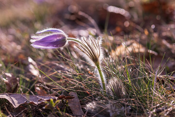 Pasque flowers on spring field. Photo Pulsatilla grandis with nice bokeh.