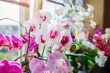 Blooming phalaenopsis orchids. White, purple, pink, orange, red orchids blossom on window sill. Home flowers