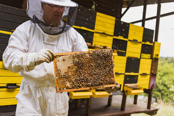 Wall Mural - Male beekeeper in full protective gear working in an apiary, checking the beehive while a bee swarm flying around him