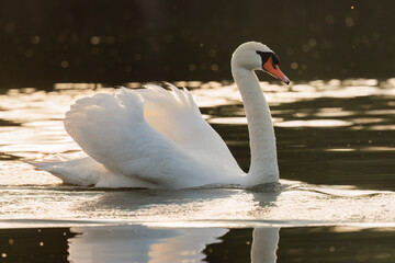 Wall Mural - Mute swan swimming on a sunny day