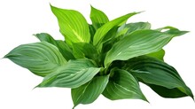 Green Leaves Hosta Plant Bush, Lush Foliage Tropic Garden Plant Isolated On White Background With Clipping Path, Generate Ai