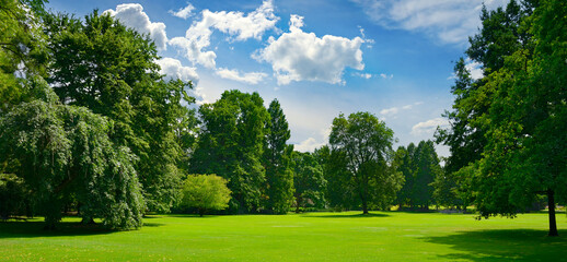 Wall Mural - beautiful meadow with green grass in public park.
