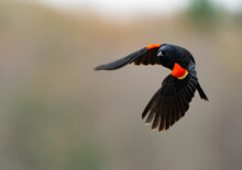 Red Wing Black Bird In Swamp During Spring
