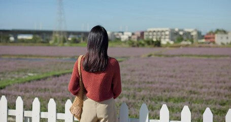 Sticker - Woman enjoy the view in Chinese Mesona flower field in Taoyuan Yangmei District